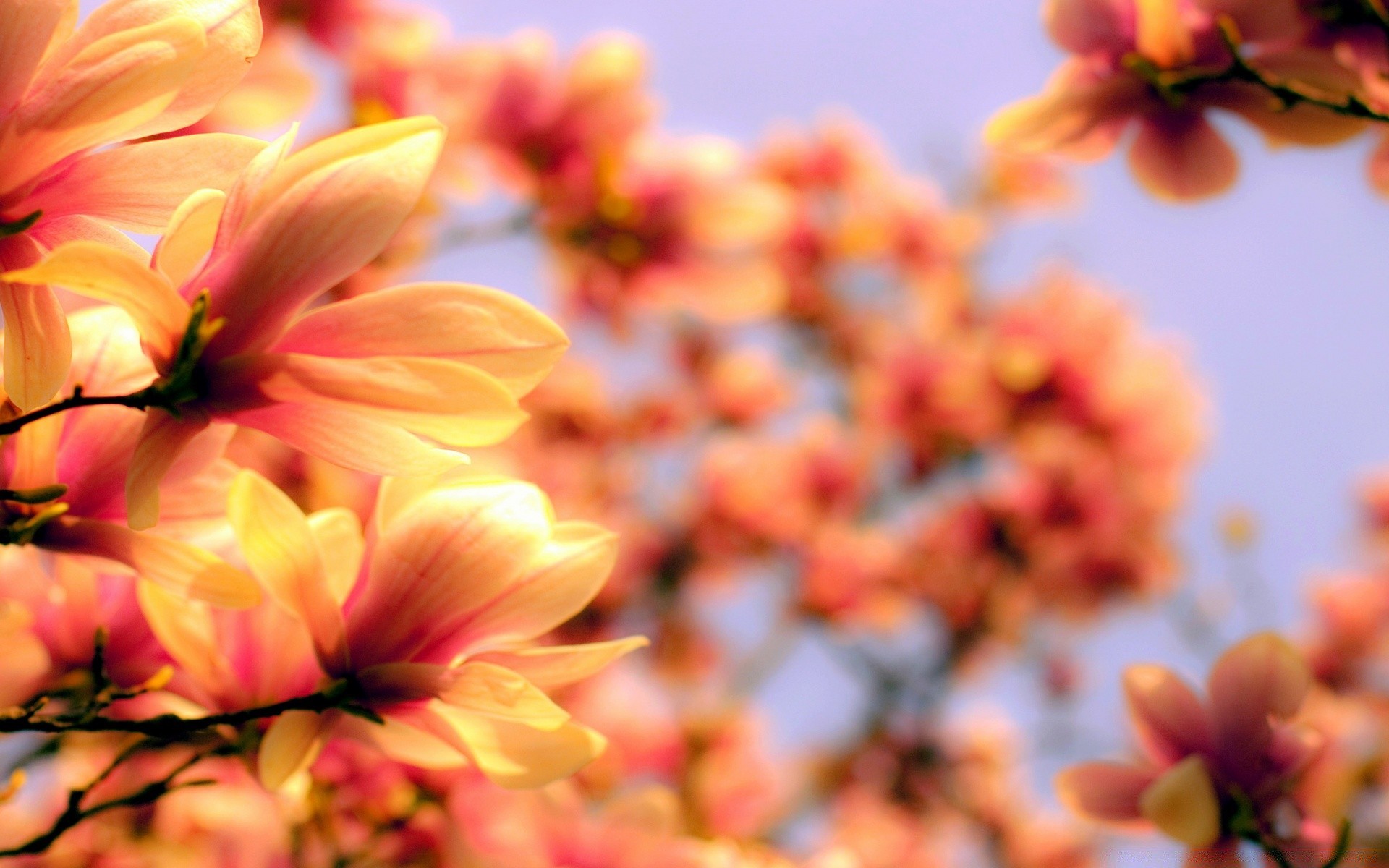 fiori natura fiore foglia flora giardino estate colore luminoso stagione bella primo piano fiore petalo floreale bel tempo sole crescita