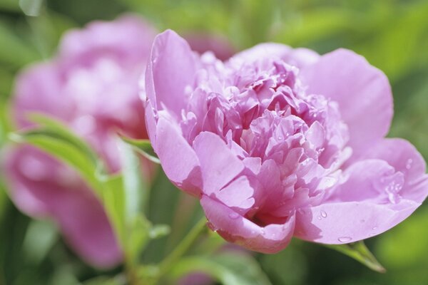 Peonie delicato fiore adorabile