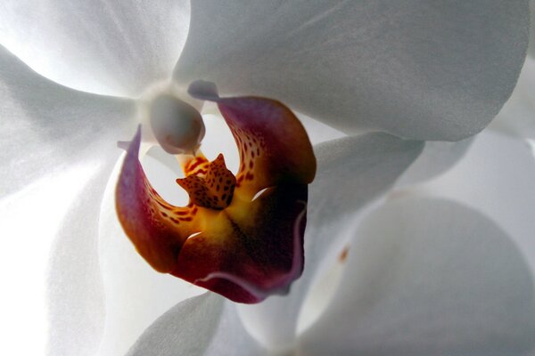 Bella orchidea sul risparmiatore
