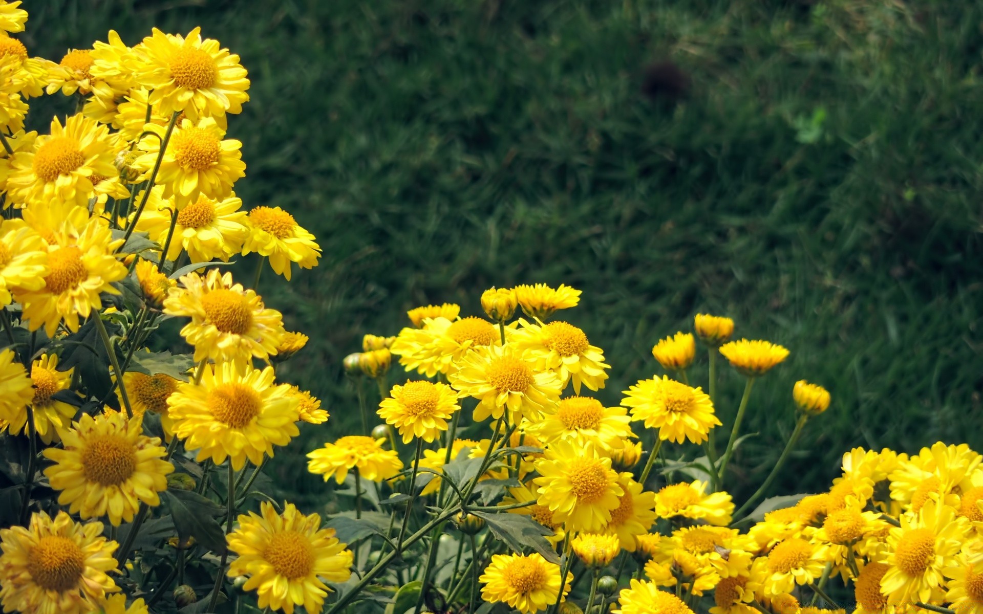 fiori natura fiore estate flora campo fieno floreale luminoso crescita fioritura stagione foglia rurale petalo colore giardino bel tempo erba soleggiato