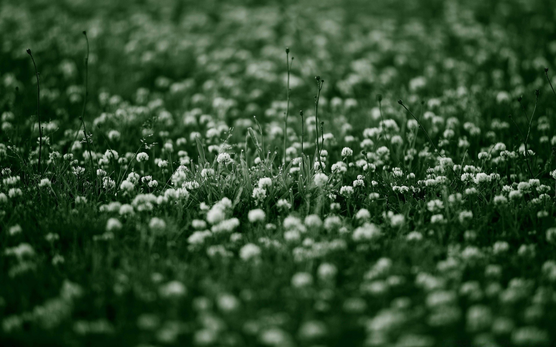 fiori campo erba fieno natura stagione fiore flora rurale all aperto colore fattoria crescita foglia agricoltura prato desktop struttura suolo estate
