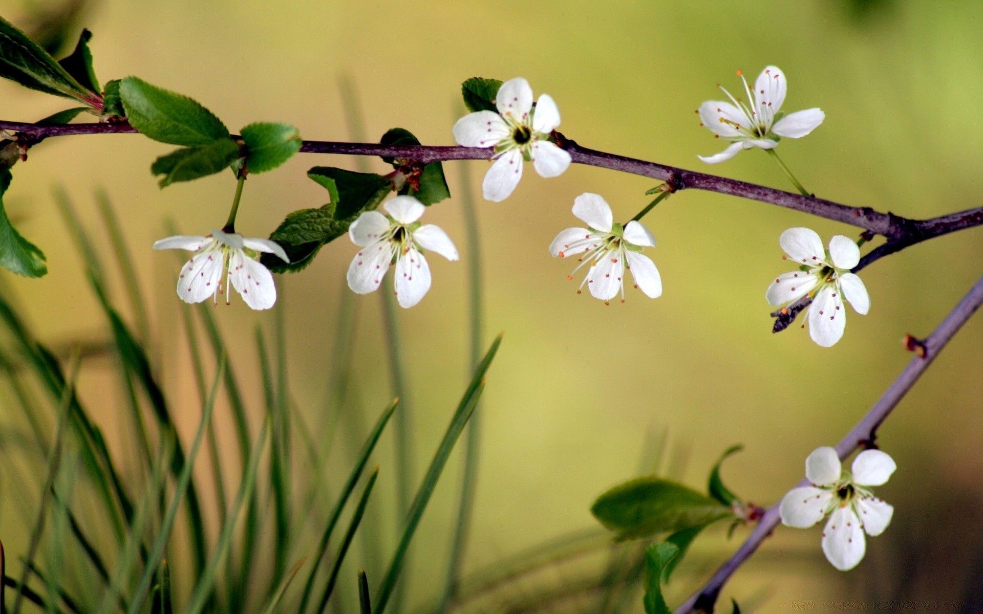 fiori natura fiore flora foglia albero ramo crescita giardino mela compagno ciliegia stagione all aperto petalo primo piano fioritura estate