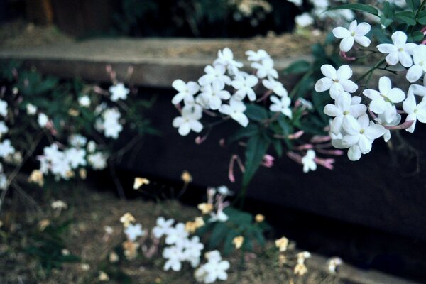 Natura con bel fiore e flora