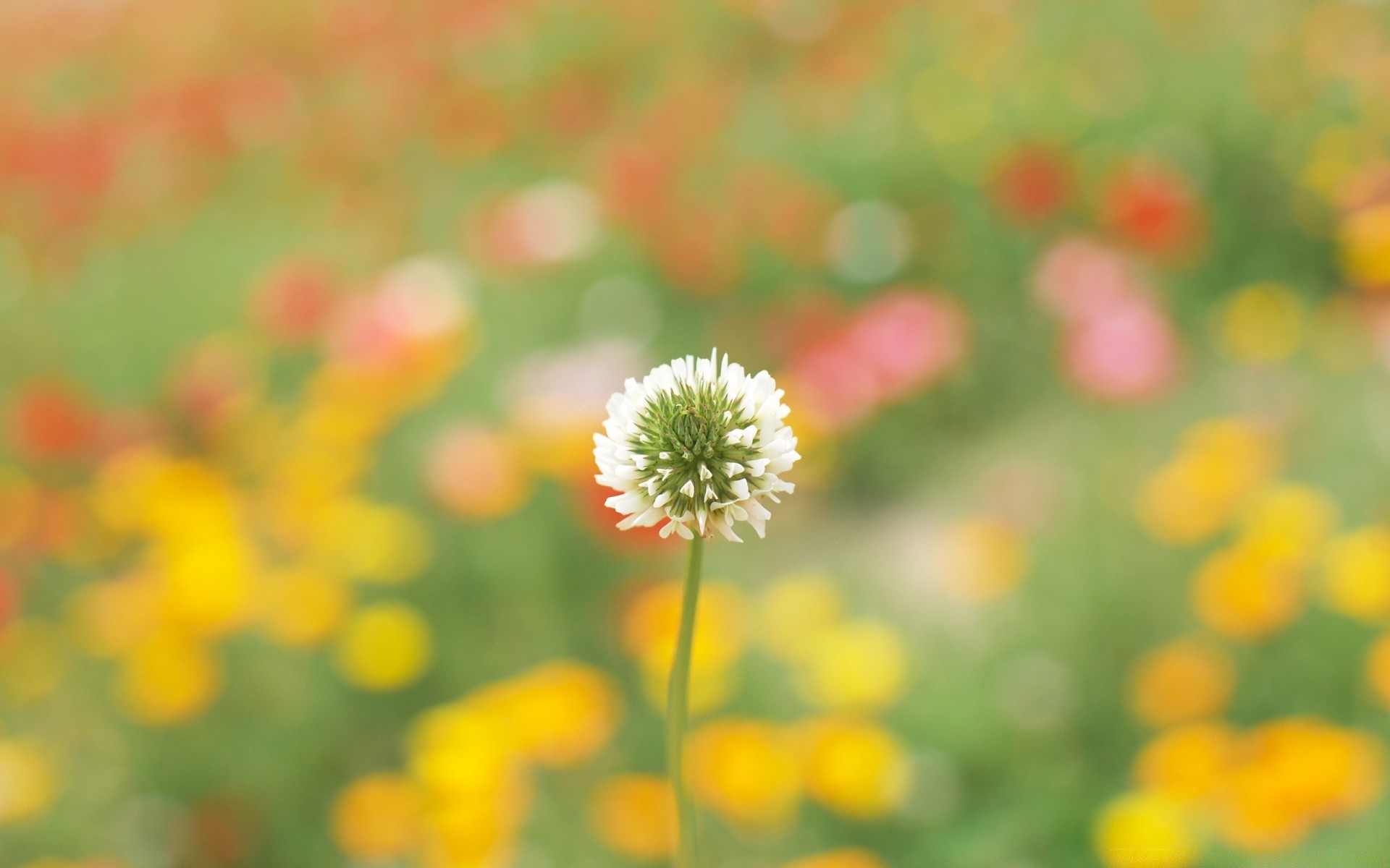 fiori natura fiore estate flora campo crescita foglia luminoso fieno all aperto bel tempo erba colore stagione rurale petalo giardino fioritura floreale