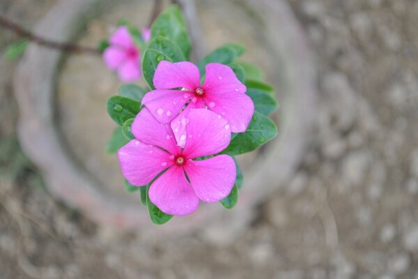Bel fiore che cresce in giardino