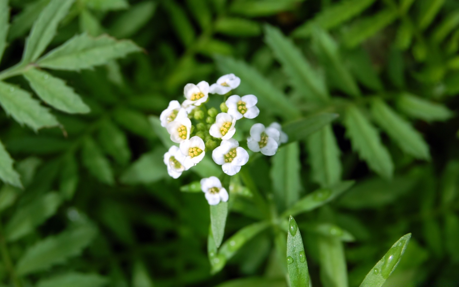 fiori foglia flora natura primo piano giardino crescita estate mercoledì fiore