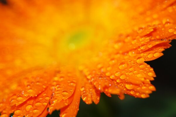 Gocce su macro petali arancioni