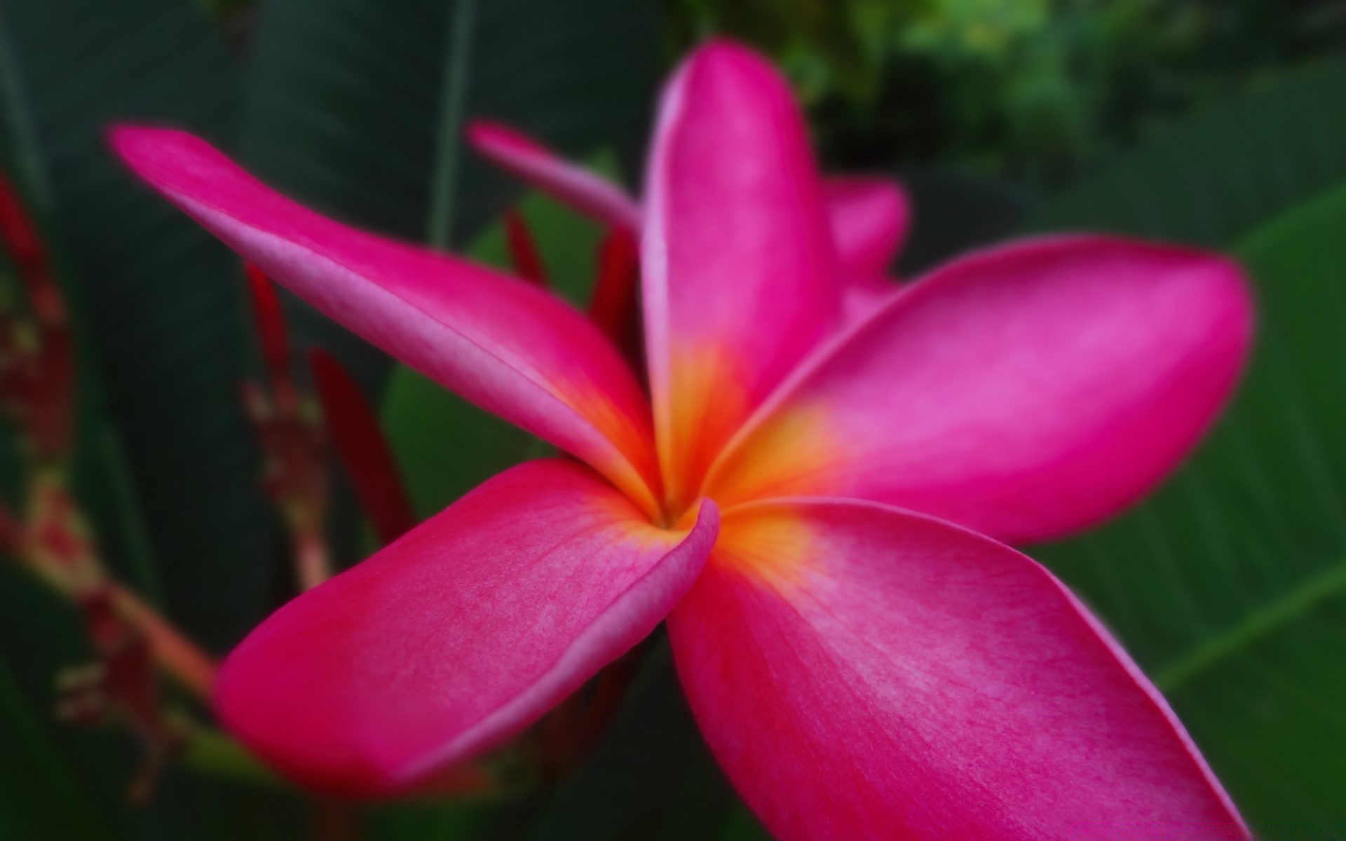 fiori tropicale fiore natura esotico flora frangipani estate giardino plumeria foglia bella aloha colore luminoso petalo fiore floreale