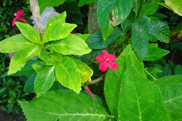 Fiore scarlatto con doppie foglie succose di verde