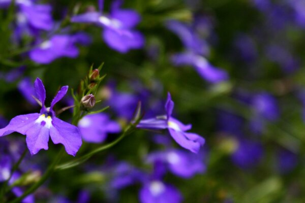 Piccoli fiori viola con petali intagliati