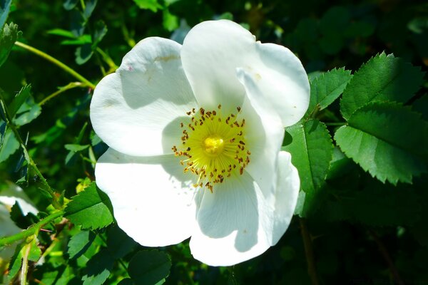 Riprese macro fiore bianco