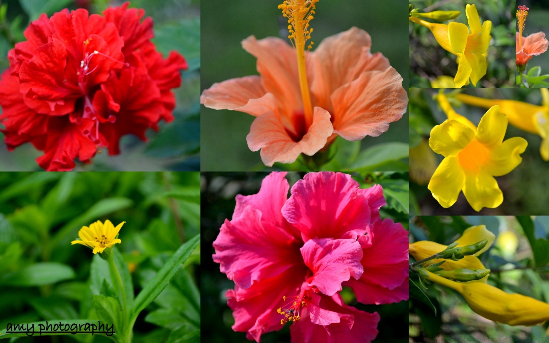 fiori natura fiore foglia flora estate giardino vivid petalo fioritura crescita all aperto floreale di colore tropicale