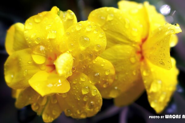 Stagione estiva. Fiore giallo in gocce di rugiada