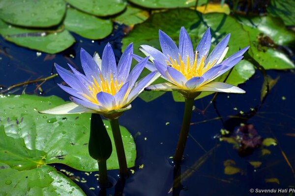 Loto blu in acqua. natura