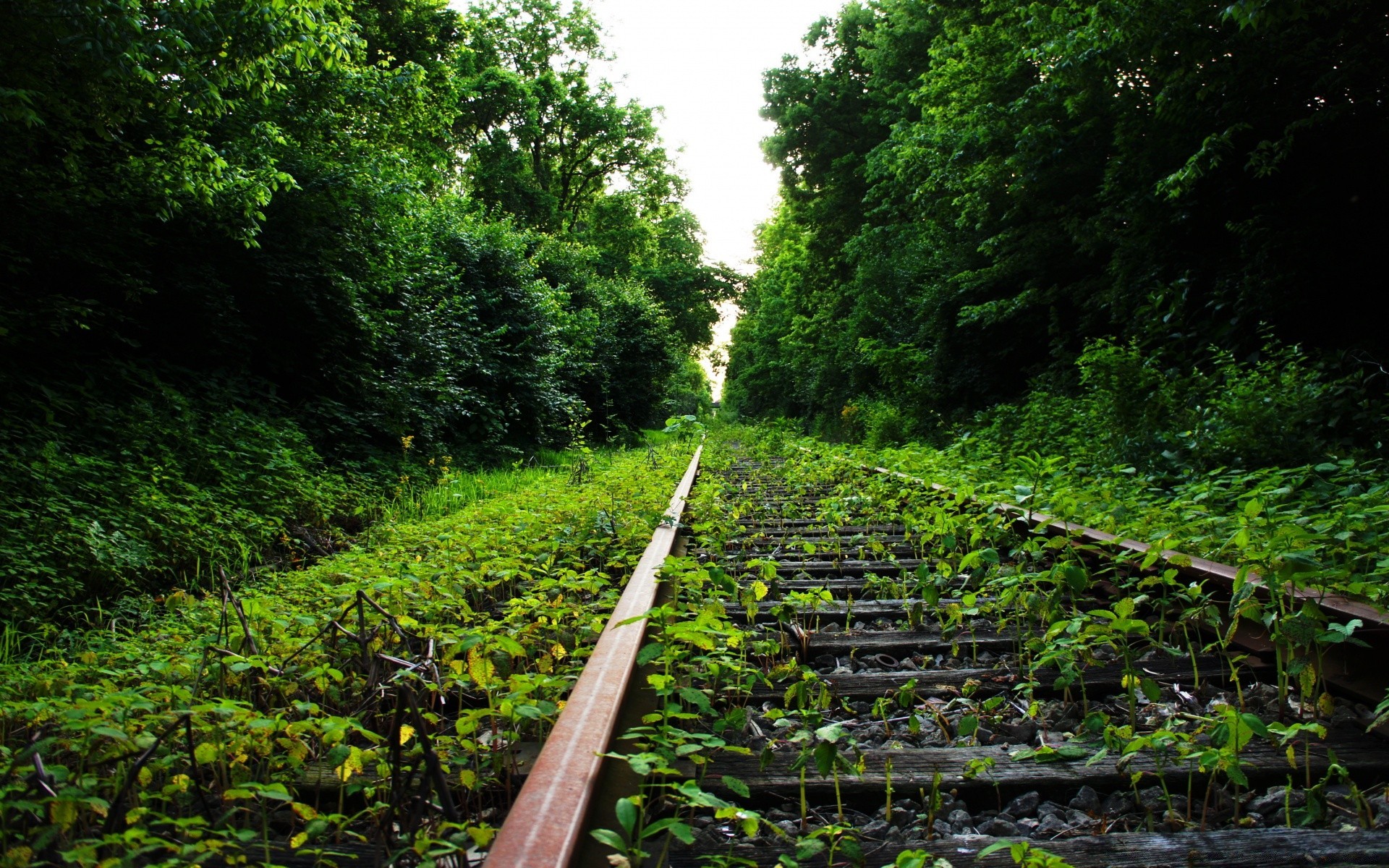foresta legno natura paesaggio albero foglia all aperto viaggio guida pista ambiente treno flora rurale estate luce del giorno scenic strada