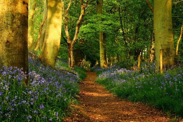 Bellissimo paesaggio con alberi e fiori