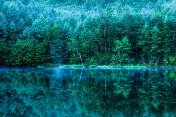 Paesaggio fiabesco della foresta nebbiosa