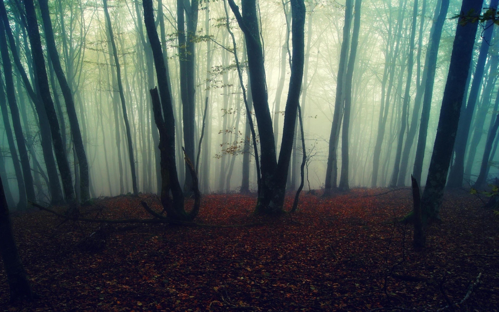 foresta nebbia nebbia legno paesaggio autunno alba natura albero luce sole foschia il mistero la luce ombra parco foglia inquietante tempo permettendo
