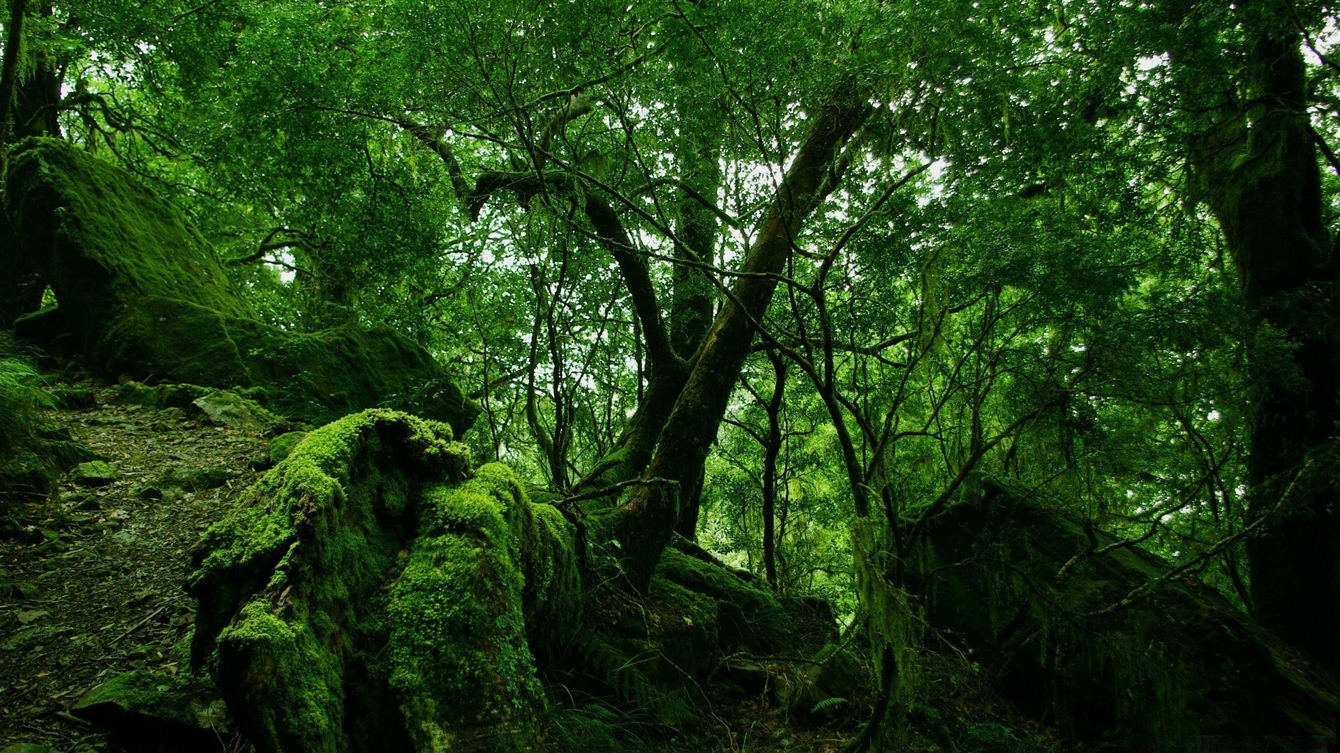 foresta legno albero paesaggio foglia natura ambiente parco lussureggiante muschio tronco luce del giorno ramo scenic crescita bel tempo flora alba all aperto nebbia