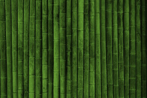 Recinzione livellata verde di bambù
