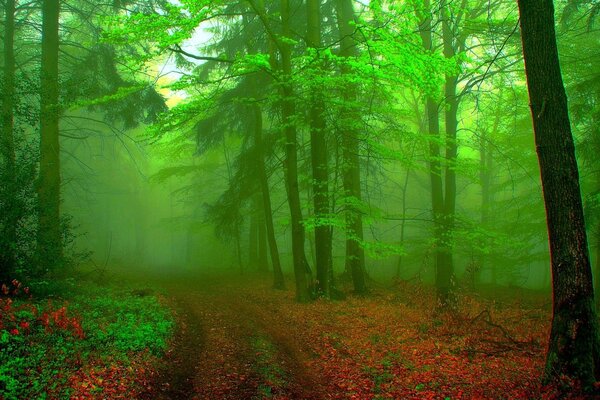 Foresta verde velenoso con foglie d autunno