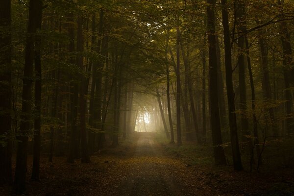 Bella strada misteriosa nella foresta d autunno