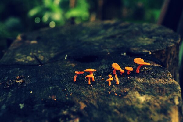 Funghi rossi sull albero