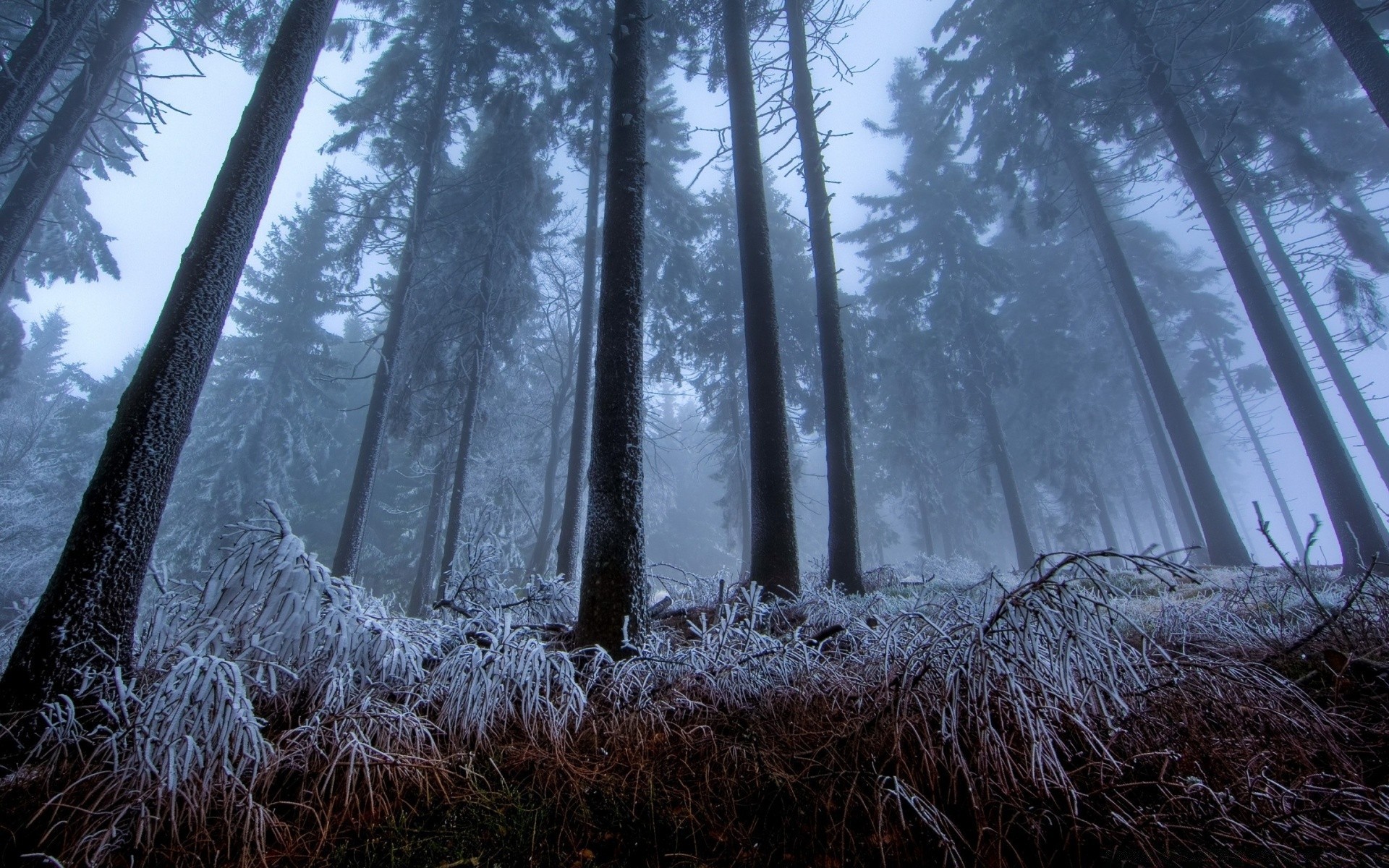 foresta legno albero paesaggio natura alba neve inverno bel tempo all aperto nebbia pino freddo tempo gelo foglia parco sole luce scenico