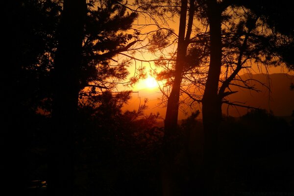 Tramonto sullo sfondo delle cime della foresta di conifere