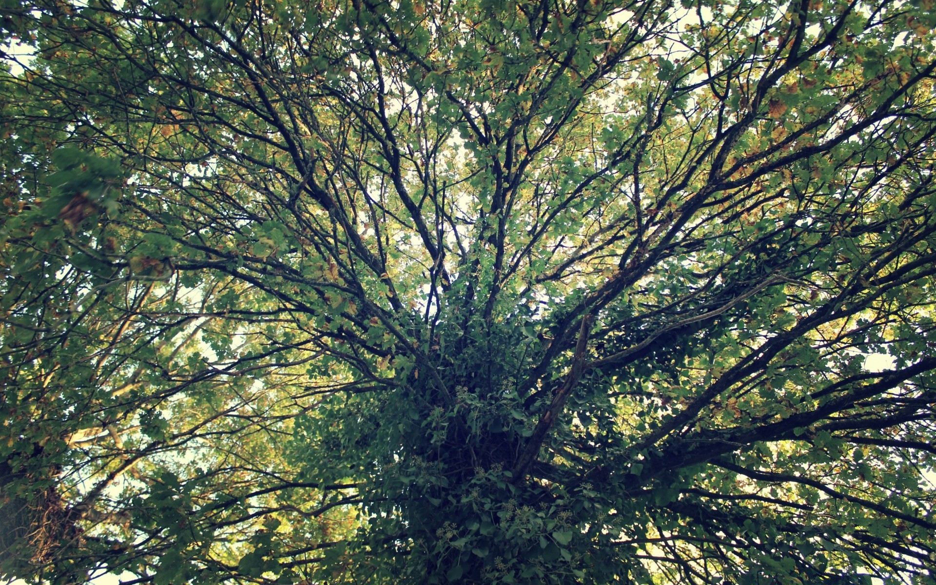 foresta albero legno paesaggio natura foglia ramo tronco all aperto ambiente bel tempo crescita parco sole stagione corteccia flora autunno foglia