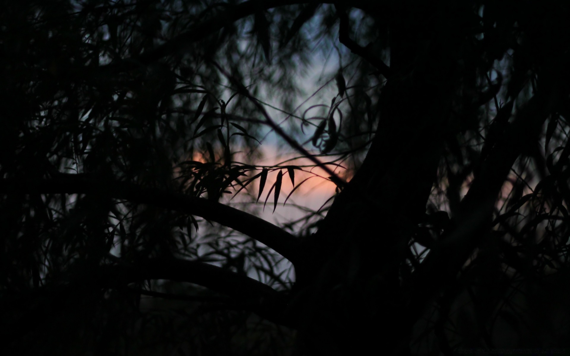 foresta albero luce scuro silhouette illuminato legno paesaggio ombra alba tramonto luna sera raccapricciante sole