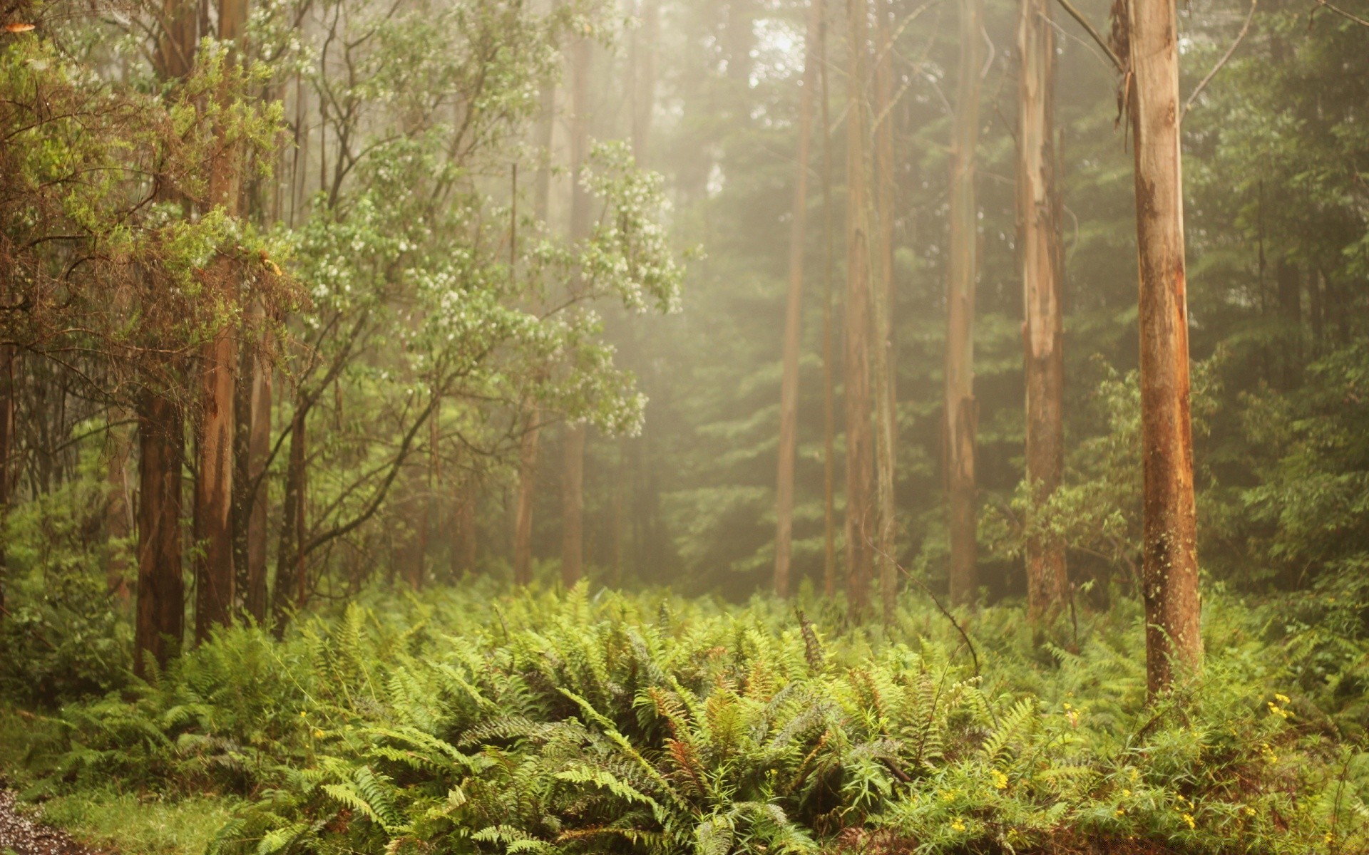 foresta legno albero natura paesaggio foglia flora ambiente scenic parco alba all aperto foresta pluviale lussureggiante stagione estate paesaggio selvaggio crescita viaggi