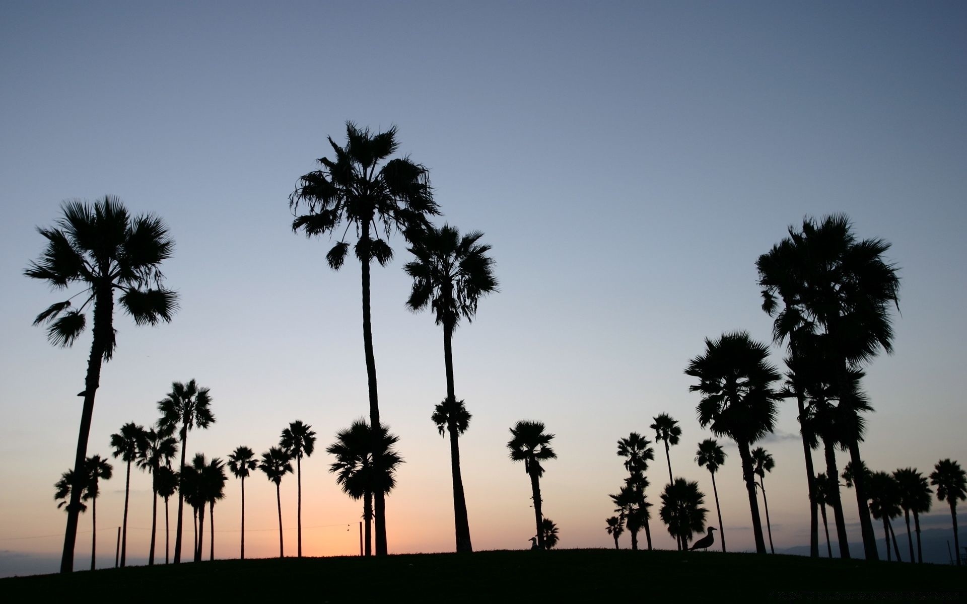 paesaggio albero palma tropicale spiaggia sole estate sabbia cocco esotico illuminato viaggi isola vacanze cielo silhouette all aperto idillio mare natura