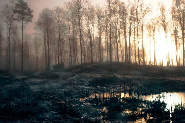 Fitta nebbia nella foresta oscura