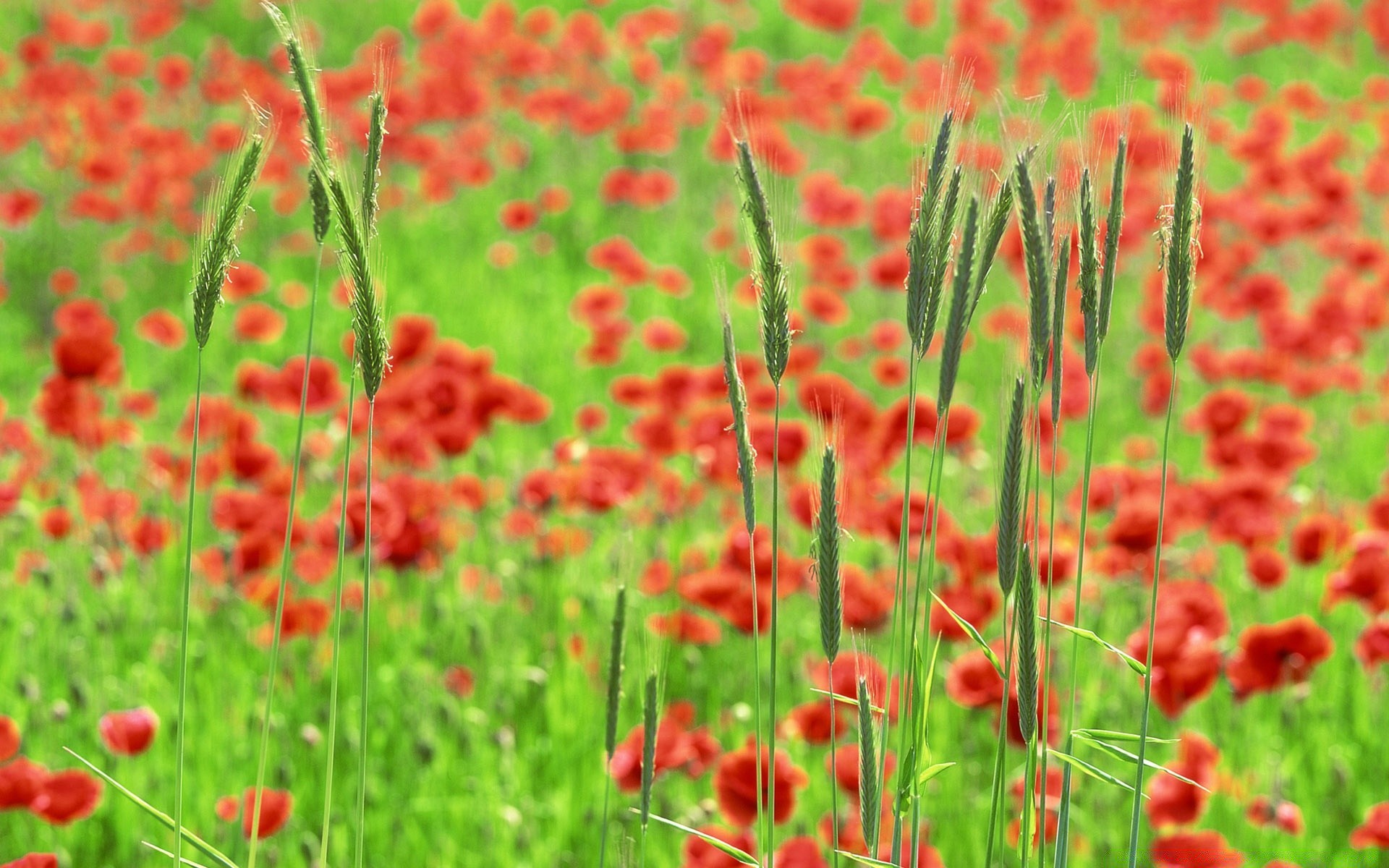 paesaggio poppy natura fiore estate campo flora rurale giardino erba luminoso crescita fieno fioritura floreale selvaggio all aperto colore bel tempo foglia