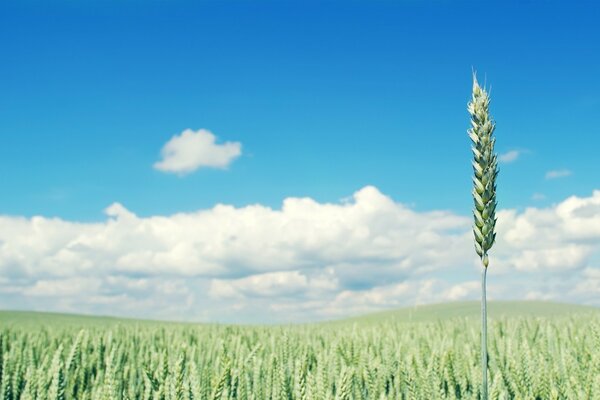 Giovani spighe di grano nel villaggio