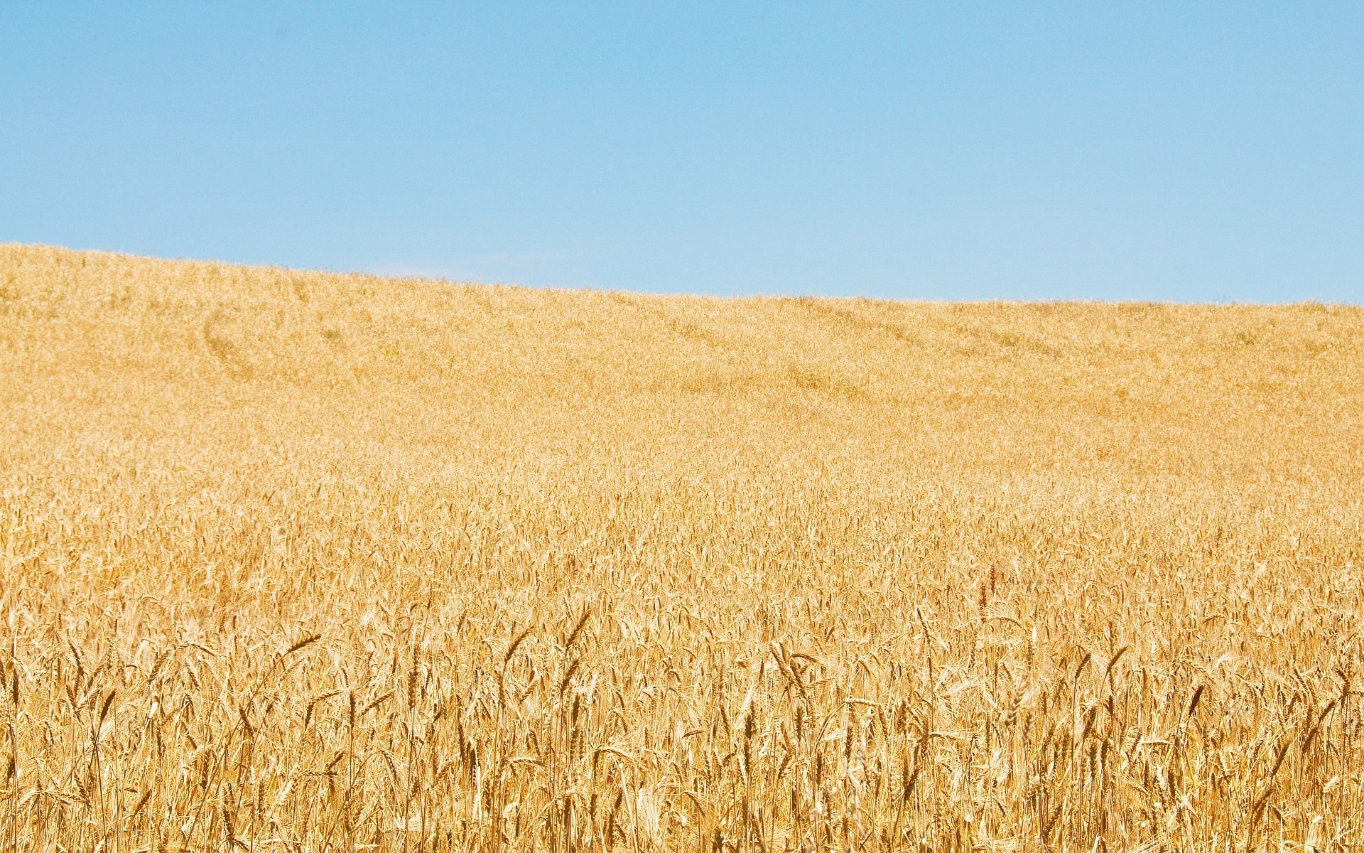 paesaggio grano cereali pane pascolo segale paglia raccolto mais rurale agricoltura orzo campo fattoria oro campagna terreno agricolo crescita seme terreno coltivato