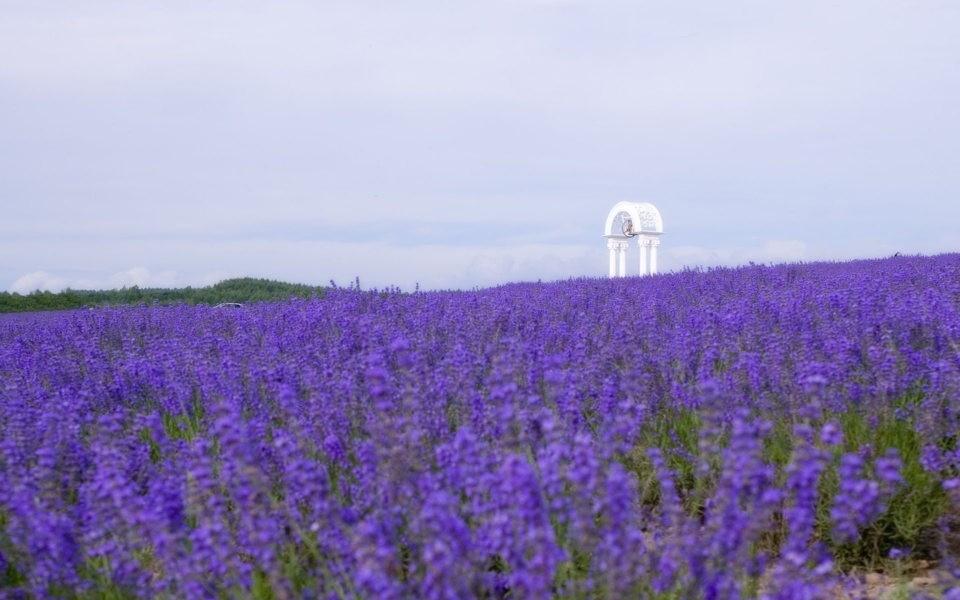 paesaggio paesaggio fiore campo agricoltura rurale natura estate all aperto flora fieno campagna cielo crescita azienda agricola ambiente luce del giorno pascolo erba stagione