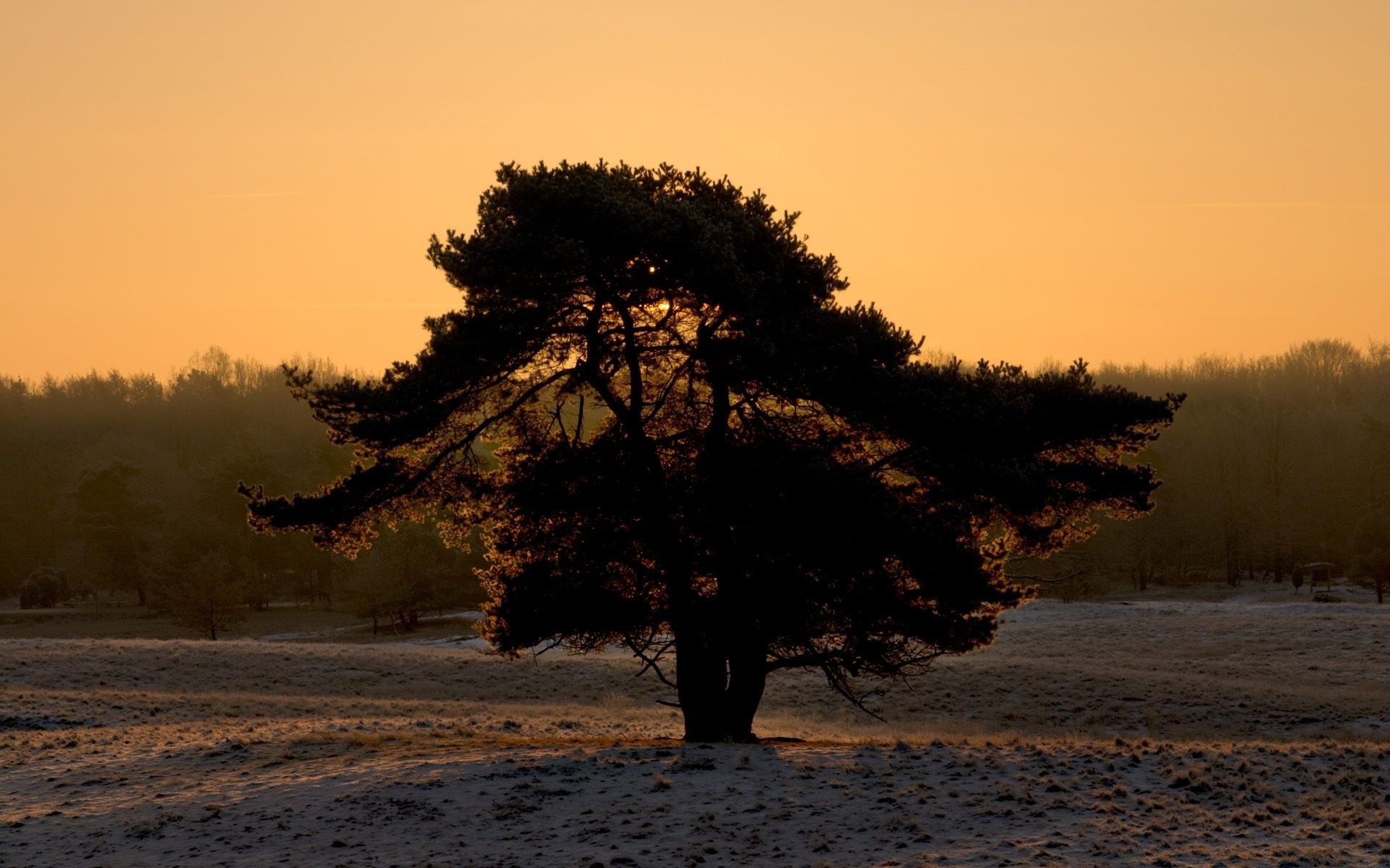 paesaggio alba tramonto albero nebbia paesaggio nebbia illuminato sera inverno all aperto sole autunno acqua pleside natura crepuscolo