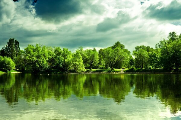 Foresta verde con acqua limpida