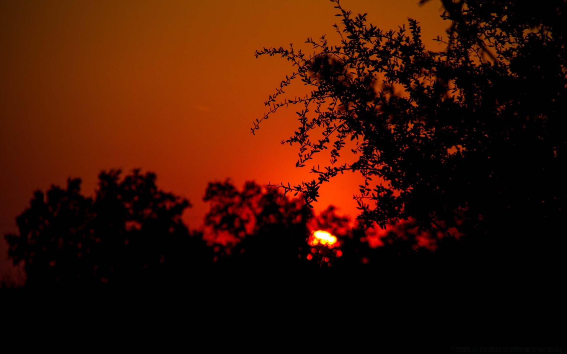 cielo silhouette tramonto illuminato sera albero alba luce sole crepuscolo paesaggio autunno cielo luna