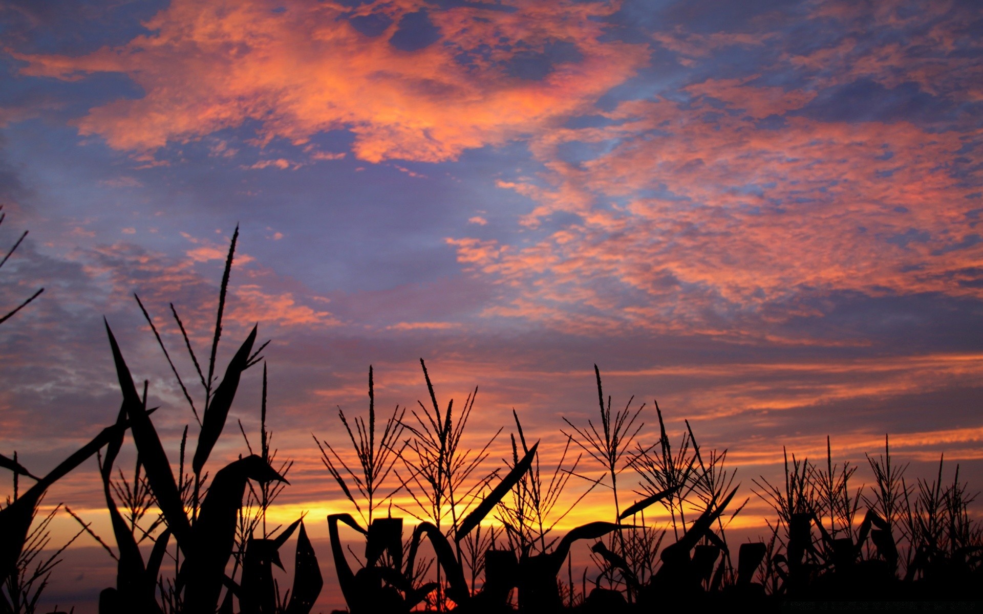 cielo tramonto alba sole sera silhouette paesaggio cielo crepuscolo illuminato natura azienda agricola all aperto estate agricoltura albero luce campo