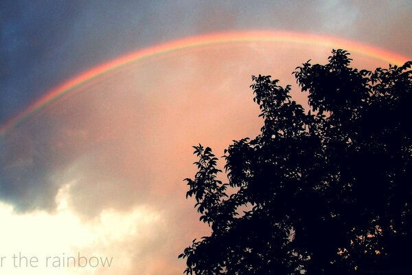 L arcobaleno si libra sugli alberi