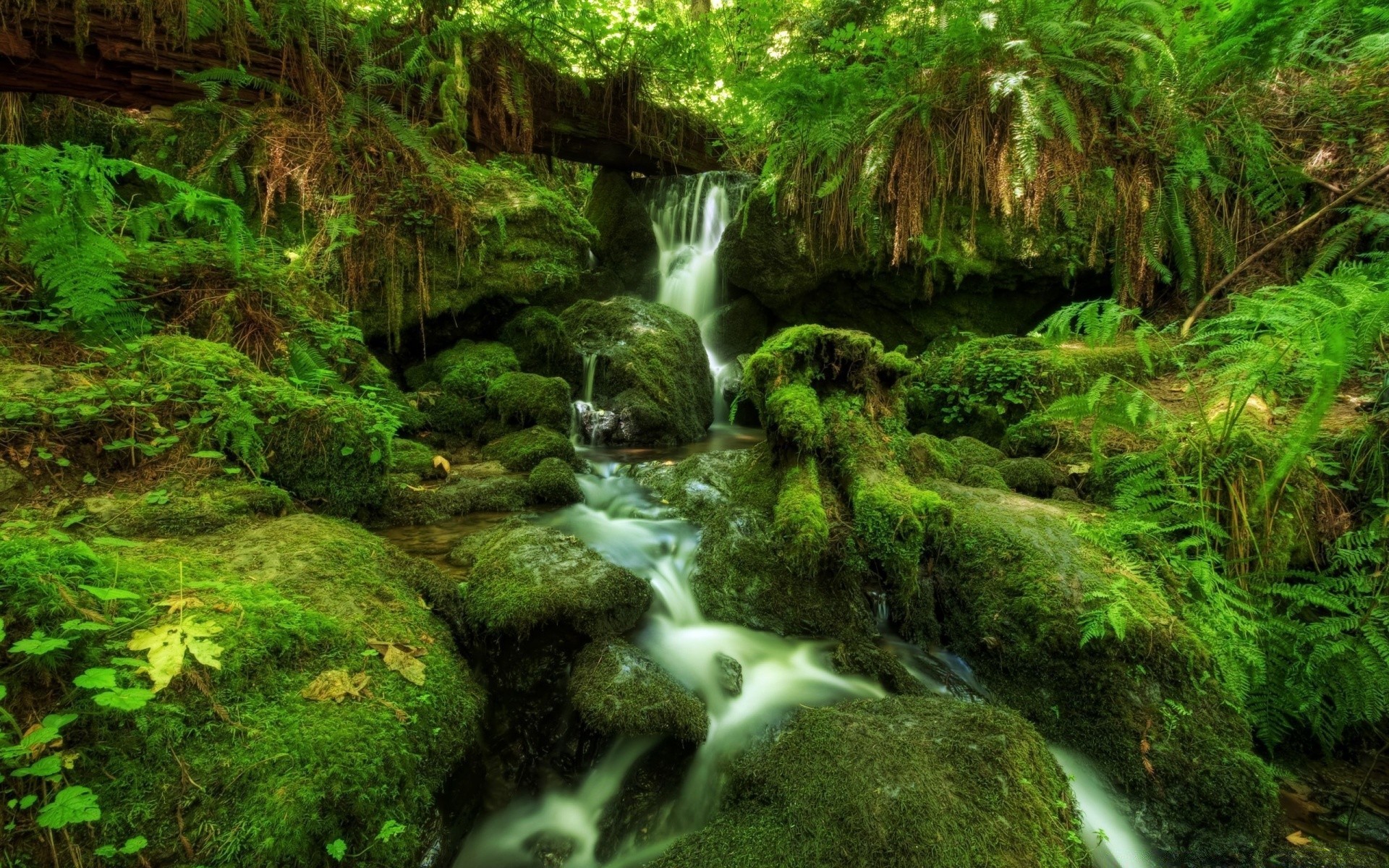 cascate natura acqua legno muschio cascata foglia roccia flusso pietra selvaggio tropicale giungla fiume cascata lussureggiante ambiente paesaggio flusso bagnato