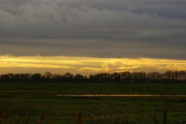 Un bel paesaggio. Alberi all alba