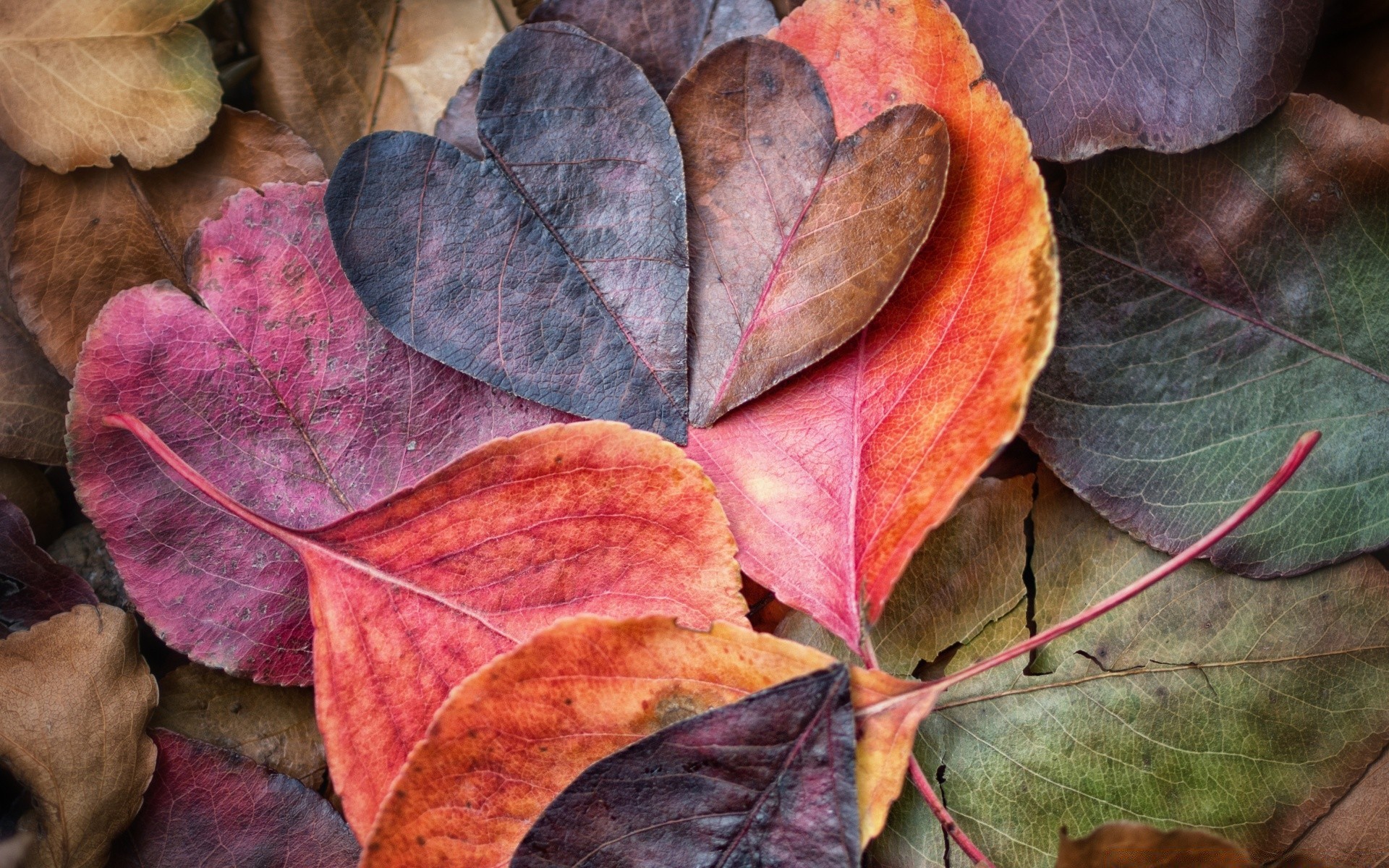 autunno autunno foglia natura desktop albero flora struttura colore all aperto modello close-up stagione acero legno luminoso