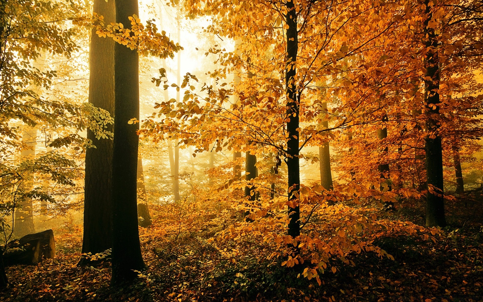 autunno autunno foglia albero legno parco alba paesaggio natura nebbia nebbia luce all aperto