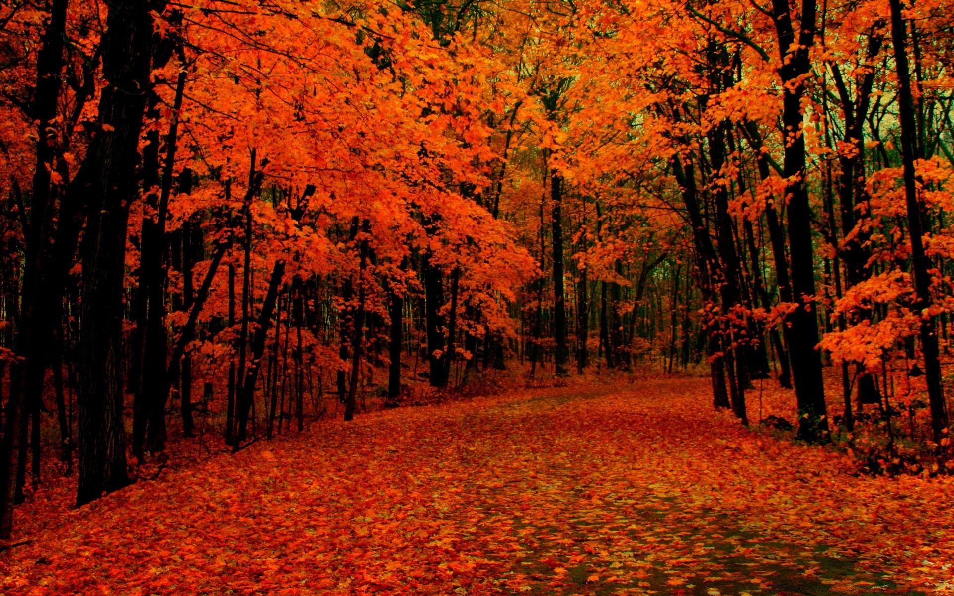 autunno autunno foglia acero albero paesaggio parco in legno scenic natura stagione oro ambiente all aperto luce del giorno