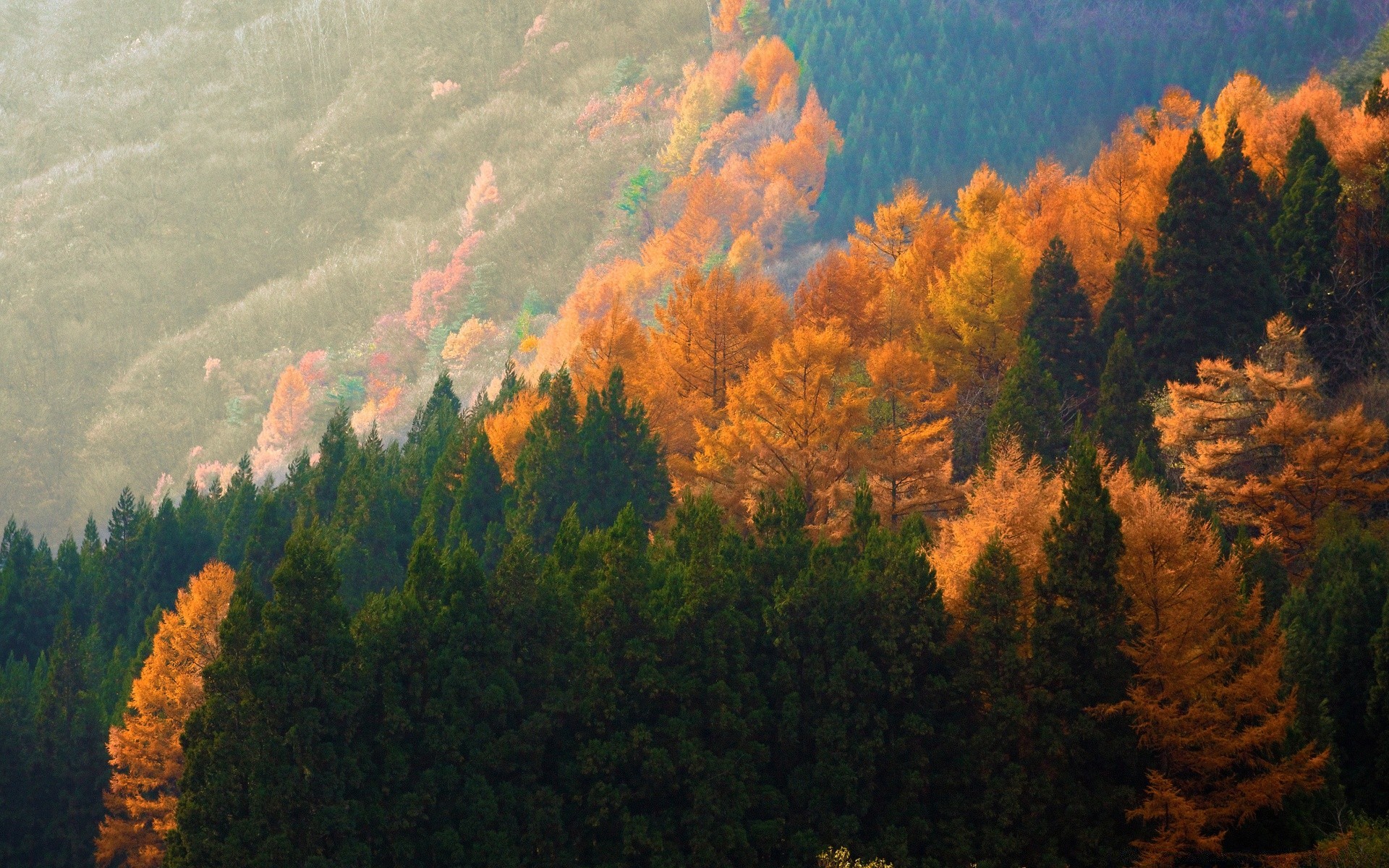 autunno autunno albero all aperto legno conifere alba nebbia sera luce del giorno natura illuminato tramonto paesaggio nebbia foglia montagna scenic evergreen