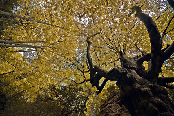 Alberi secolari nella foresta che guardano il cielo
